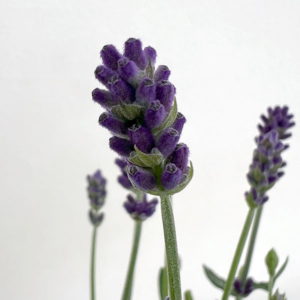 イングリッシュラベンダー：ちなつ5号鉢植え