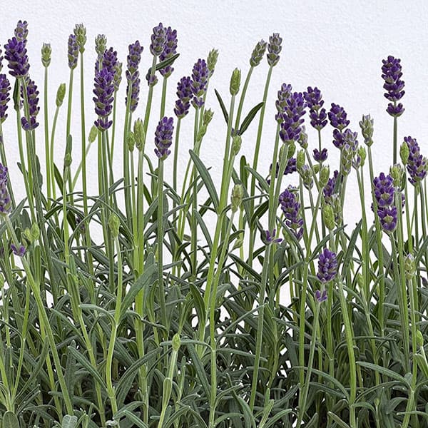 イングリッシュラベンダー：ちなつ5号鉢植え