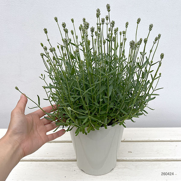 イングリッシュラベンダー:ももか5号鉢植え