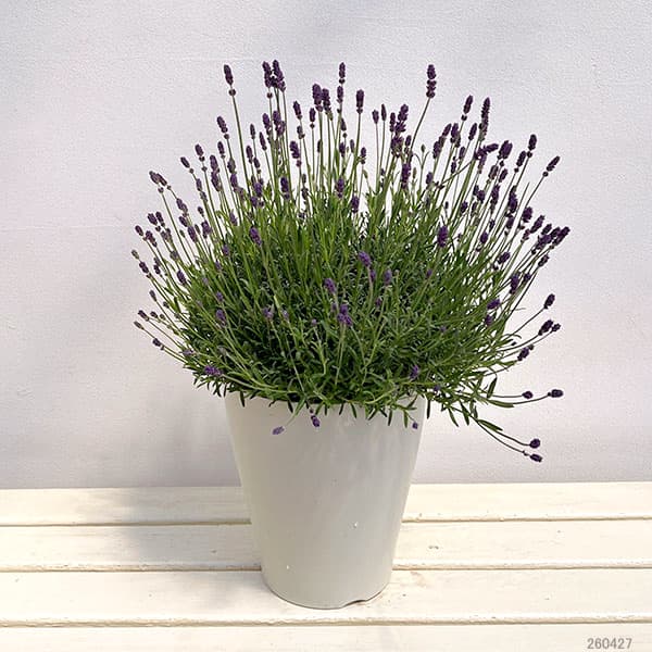 イングリッシュラベンダー:しほ7号鉢植え
