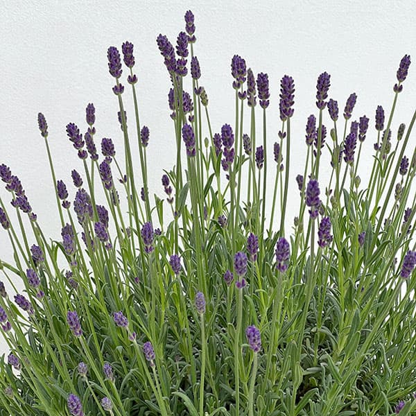 イングリッシュラベンダー:しほ7号鉢植え