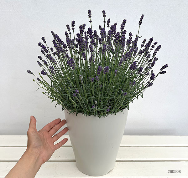 イングリッシュラベンダー:ちなつ7号鉢植え