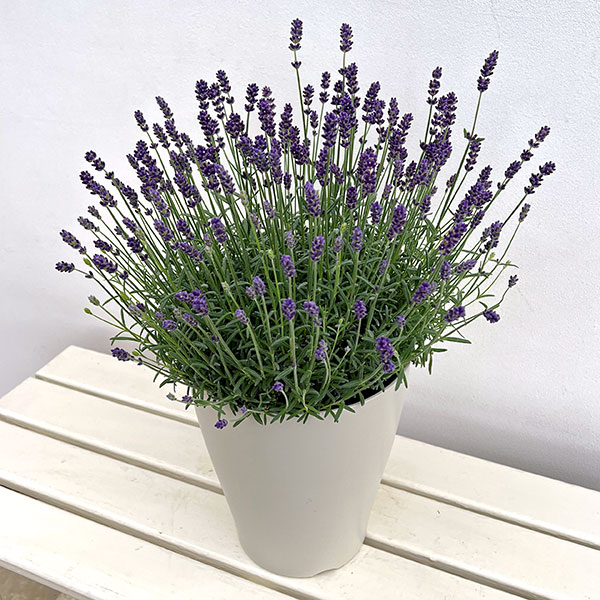 イングリッシュラベンダー:ちなつ7号鉢植え
