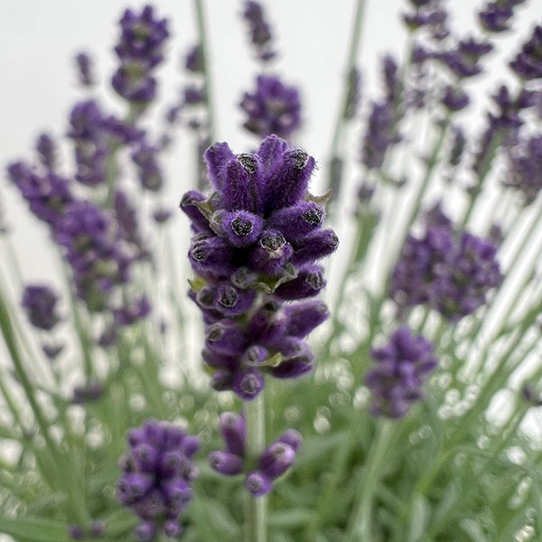 イングリッシュラベンダー:ちなつ7号鉢植え