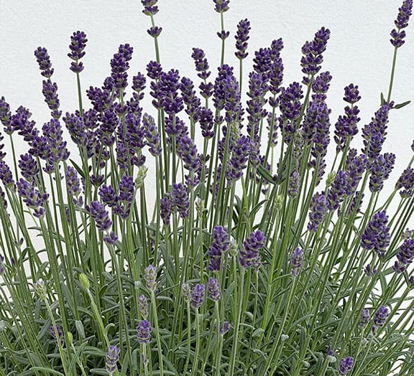 イングリッシュラベンダー:ちなつ7号鉢植え