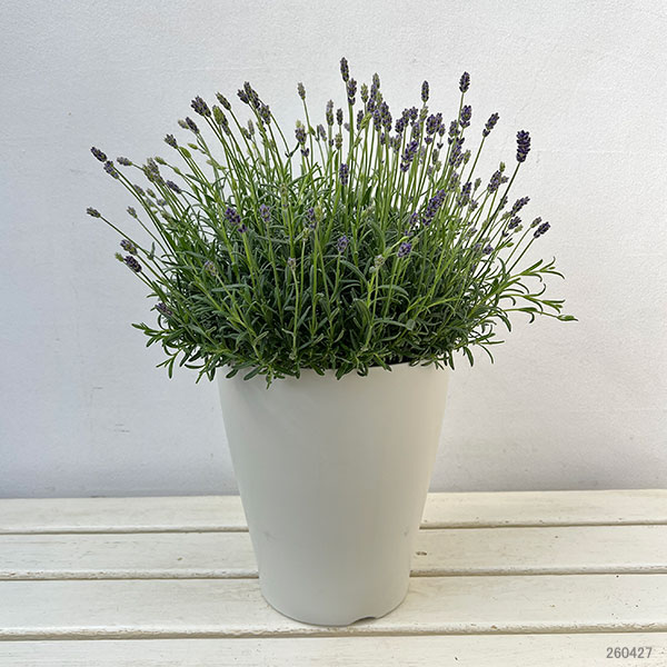 イングリッシュラベンダー:ほのか7号鉢植え