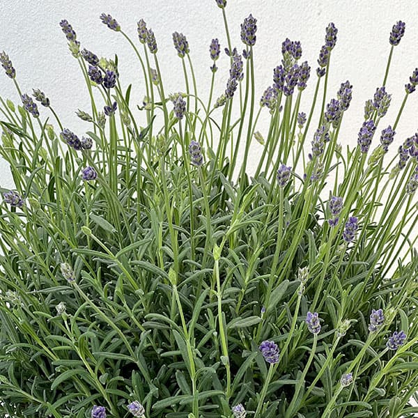 イングリッシュラベンダー:ほのか7号鉢植え