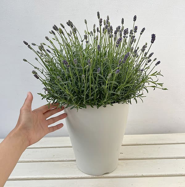園芸ネット本店｜イングリッシュラベンダー：ほのか7号鉢植え の通販