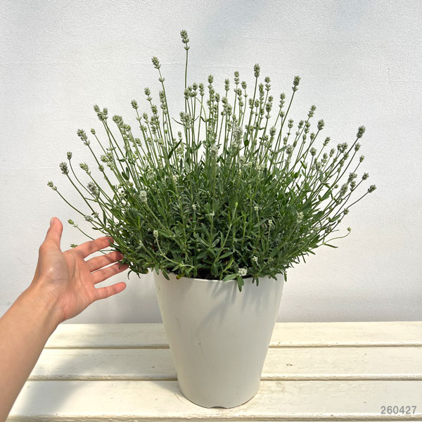 イングリッシュラベンダー：ももか7号鉢植え
