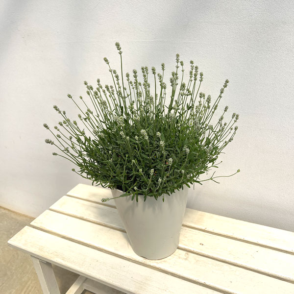 イングリッシュラベンダー：ももか7号鉢植え