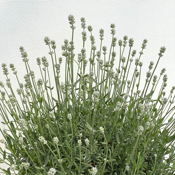 イングリッシュラベンダー：ももか7号鉢植え