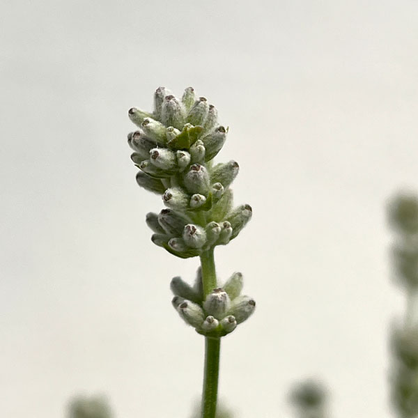 イングリッシュラベンダー：ももか7号鉢植え