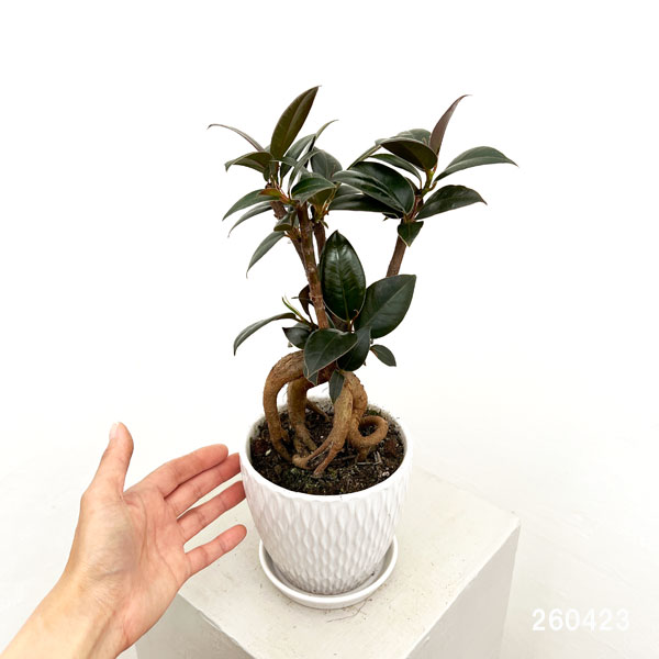 フィカス：メラニー　4号根上り仕立て　陶器鉢植え