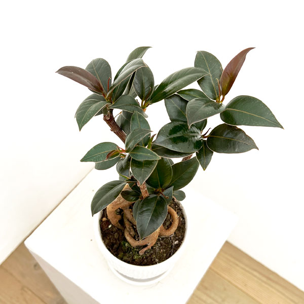 フィカス：メラニー　4号根上り仕立て　陶器鉢植え