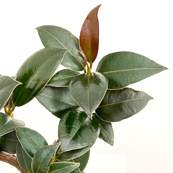 フィカス：メラニー　4号根上り仕立て　陶器鉢植え