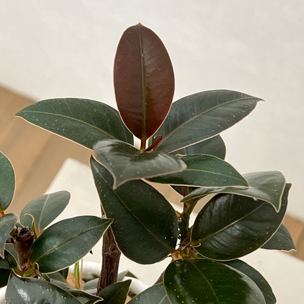 フィカス：メラニー　4号根上り仕立て　陶器鉢植え