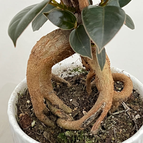 フィカス：メラニー　4号根上り仕立て　陶器鉢植え