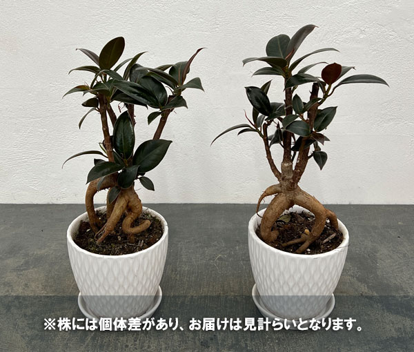 フィカス：メラニー　4号根上り仕立て　陶器鉢植え