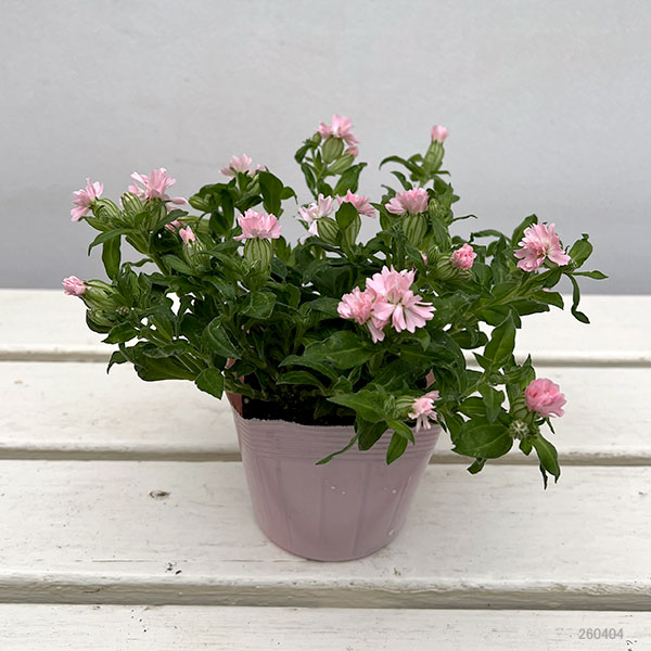 分割シリーズ：シレネ：ピーチブロッサム（2分割仕様）3.5号ポット 12株セット