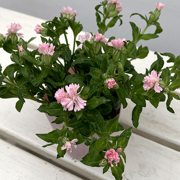 分割シリーズ：シレネ：ピーチブロッサム（2分割仕様）3.5号ポット 12株セット