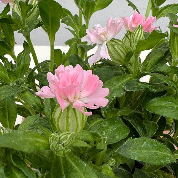 分割シリーズ：シレネ：ピーチブロッサム（2分割仕様）3.5号ポット 12株セット