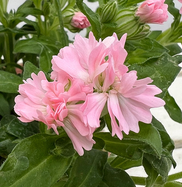 分割シリーズ：シレネ：ピーチブロッサム（2分割仕様）3.5号ポット 12株セット