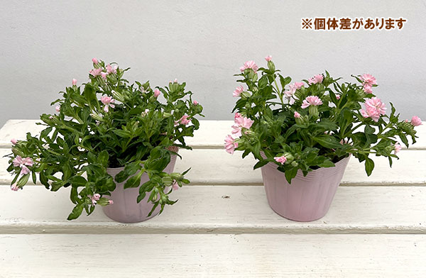 分割シリーズ：シレネ：ピーチブロッサム（2分割仕様）3.5号ポット 12株セット