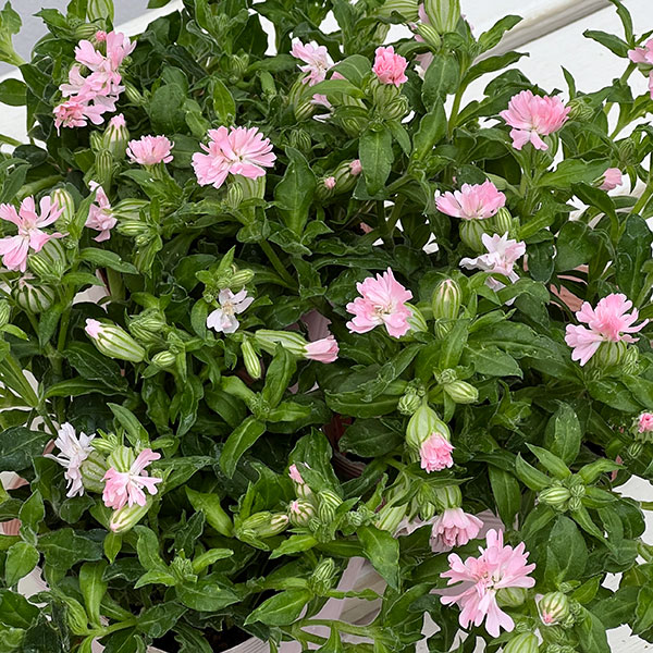 分割シリーズ：シレネ：ピーチブロッサム（2分割仕様）3.5号ポット 12株セット