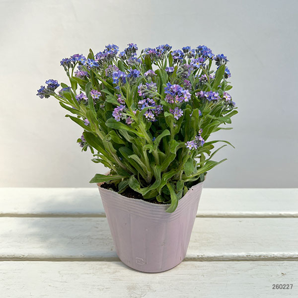 ミオソティス：セージュ　メビウス3.5号ポット*