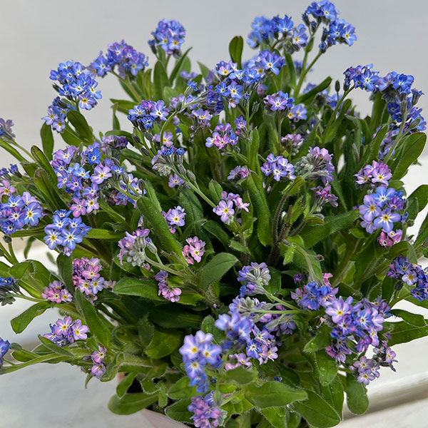 ミオソティス：セージュ　メビウス3.5号ポット*