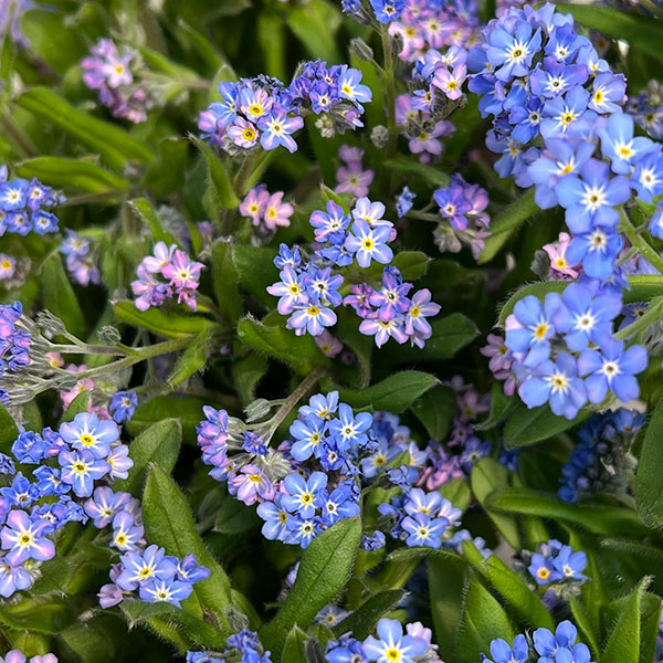 ミオソティス：セージュ　メビウス3.5号ポット*