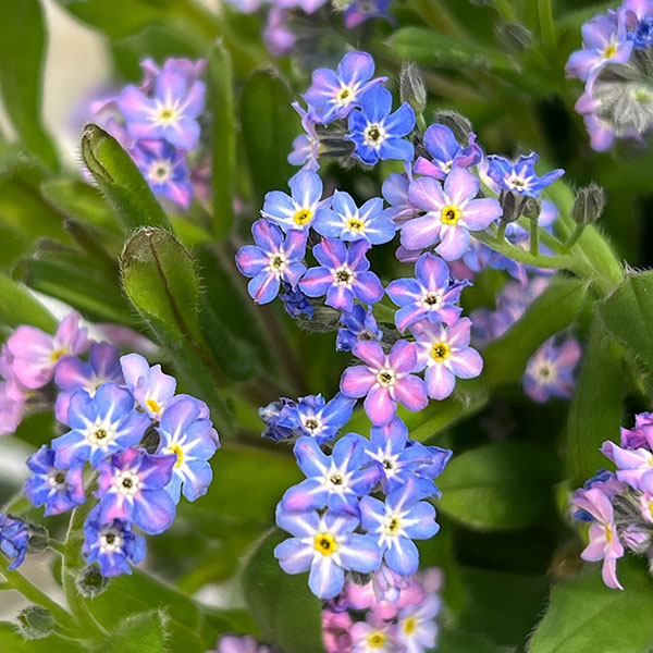 ミオソティス：セージュ　メビウス3.5号ポット*