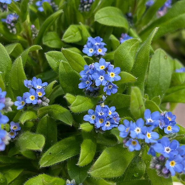 ミオソティス：セージュ　メビウス3.5号ポット*