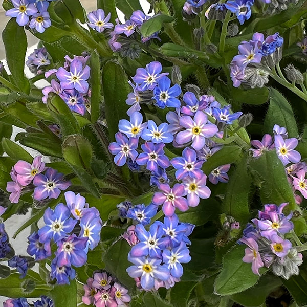 ミオソティス：セージュ　メビウス3.5号ポット*