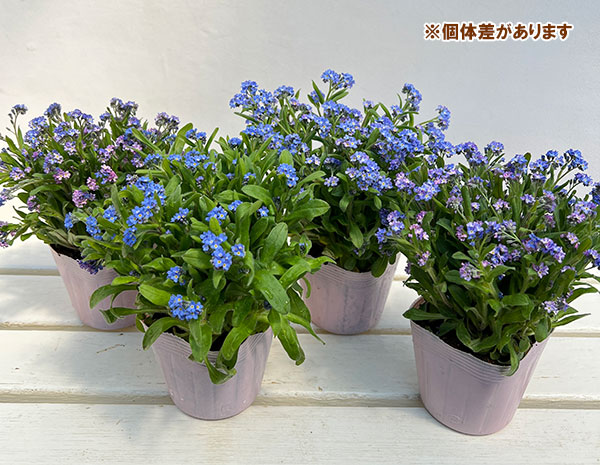 ミオソティス：セージュ　メビウス3.5号ポット*