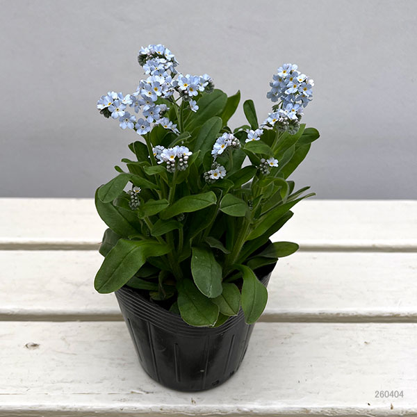 ミオソティス:キャンディホワイト3.5号ポット