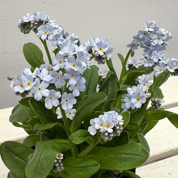 ミオソティス:キャンディホワイト3.5号ポット