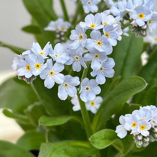 ミオソティス:キャンディホワイト3.5号ポット