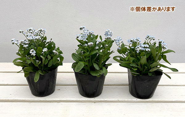 ミオソティス:キャンディホワイト3.5号ポット