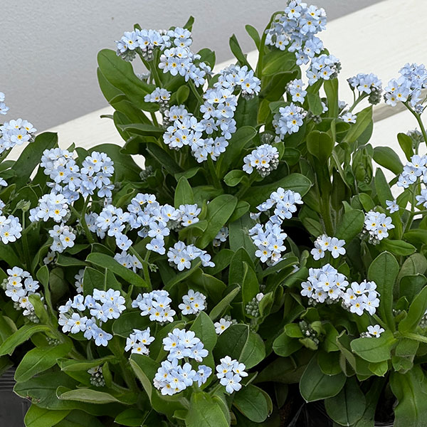 ミオソティス:キャンディホワイト3.5号ポット