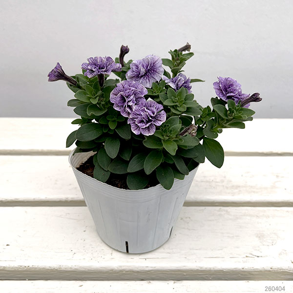 ペチュニア：トパーズブルー3.5号ポット