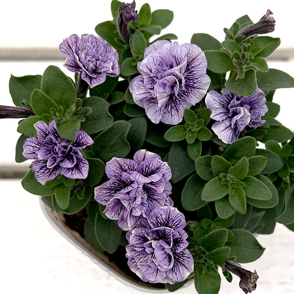 ペチュニア：トパーズブルー3.5号ポット