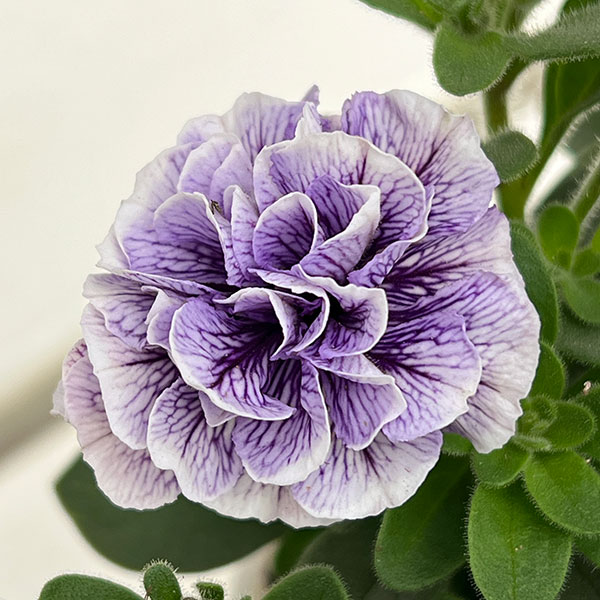 ペチュニア：トパーズブルー3.5号ポット