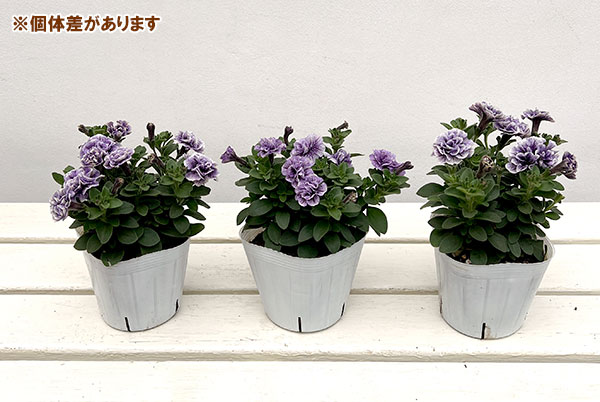 ペチュニア：トパーズブルー3.5号ポット