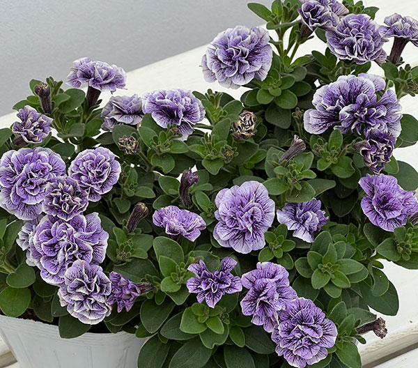 ペチュニア：トパーズブルー3.5号ポット