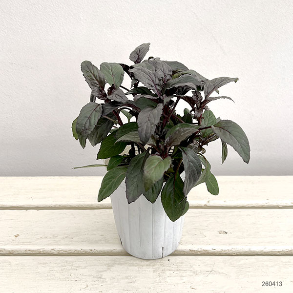 ユウギリソウ（夕霧草）：ブラックナイト3-3.5号ポット