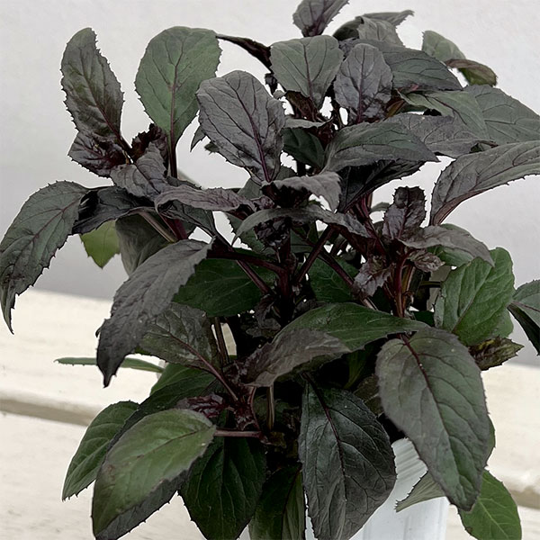 ユウギリソウ（夕霧草）：ブラックナイト3-3.5号ポット