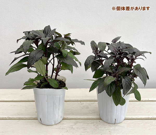 ユウギリソウ（夕霧草）：ブラックナイト3-3.5号ポット