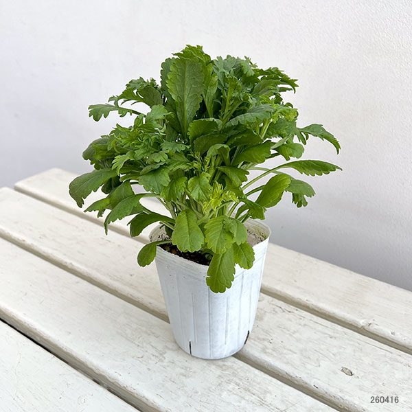 スカビオサ：ジェラート　ブルーベリー3-3.5号ポット 3株セット