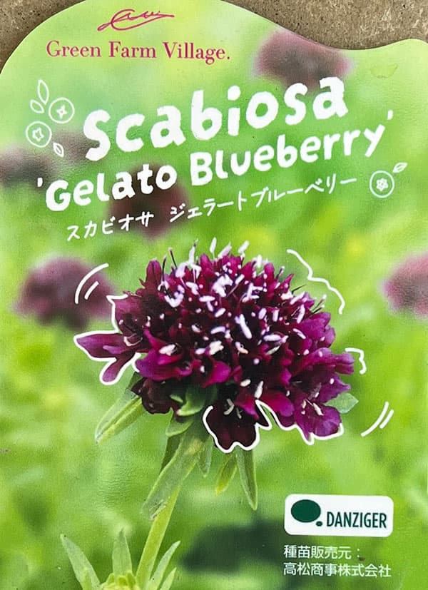 スカビオサ：ジェラート　ブルーベリー3-3.5号ポット 3株セット